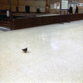 Pigeon.jpg