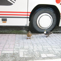 Ducks waiting for the bus.JPG