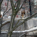 Squirrel 1.jpg