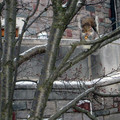 Squirrel 2.jpg