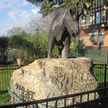 Great Northern goat.JPG