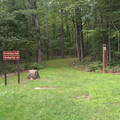 Into the woods.jpg