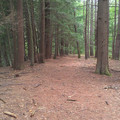 Pine needle path.jpg