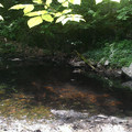 Small pond beneath the overlook.jpg