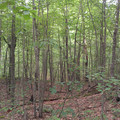 Woodland Trail 2.jpg