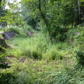 Looking north up the canal.jpg