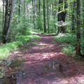 Muddy Tusten Trail.jpg
