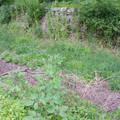 Overgrown canal.jpg