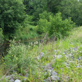 Remnants of the canal.jpg