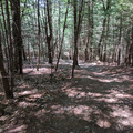 Pines on the path.jpg