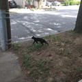 Another friendly neighbor.jpg