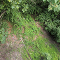 Ex-CNJ under the Fahy Bridge.jpg