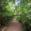 Low bridge.jpg