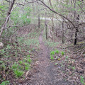 Into the woods.jpg