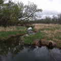 Wetlands.jpg