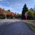 Bluebird crossing.jpg
