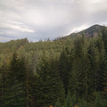 Forest for the trees.jpg