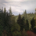 In the woods.jpg
