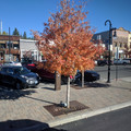 Truckee.jpg