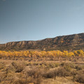 Yellow trees.jpg