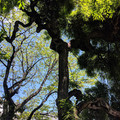 Old trees.jpg