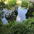Still pond.jpg