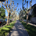Trees reaching up.jpg