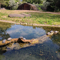 Turtles at the Basel Zoo.jpg