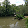 Water fowl whats in charge.jpg