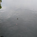 A grebe.jpg