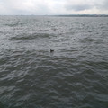 Bobbing ducks.jpg