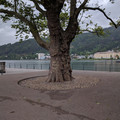 Old tree on the Promenade.jpg