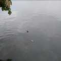 The grebe contemplates us.jpg