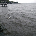 Water fowl party.jpg