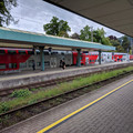 Weasels at Bregenz.jpg