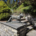 A fox.jpg