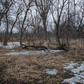 Deer tails.jpg