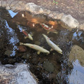 Fake fish.jpg