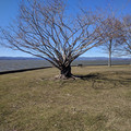 Barren and wind-swept.jpg