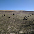 Geese.jpg