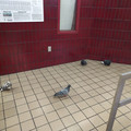 The denizens of Port Authority.jpg
