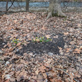 Daffodils.jpg