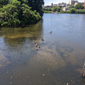 Duck flotilla.jpg