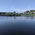 Geese on a log.jpg
