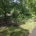 Tree down.jpg