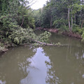 Tree down.jpg