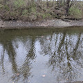 Ducks.jpg