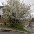 Flowering on 5th.jpg