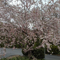 On Larry Holmes Drive.jpg
