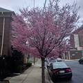 In bloom.jpg